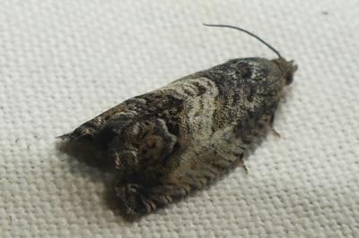 <i>Cydia splendana</i>