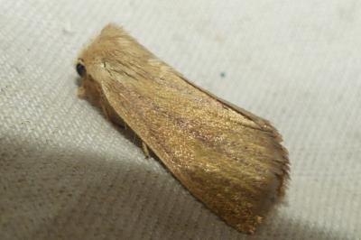 <i>Denticucullus pygmina</i>