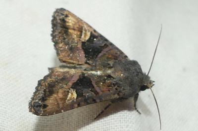 <i>Euplexia lucipara</i>