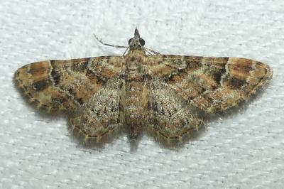 <i>Gymnoscelis rufifasciata</i>