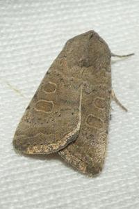 <i>Hoplodrina ambigua</i>
