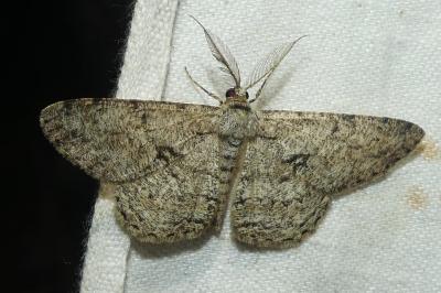 <i>Hypomecis roboraria</i>