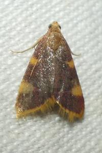 <i>Hypsopygia costalis</i>