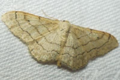 <i>Idaea aversata</i>