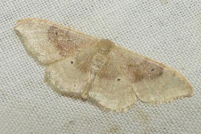 <i>Idaea degeneraria</i>