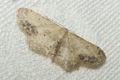 <i>Idaea dimidiata</i>