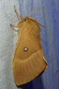 <i>Lasiocampa quercus</i>