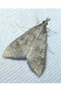 <i>Mecyna asinalis</i>