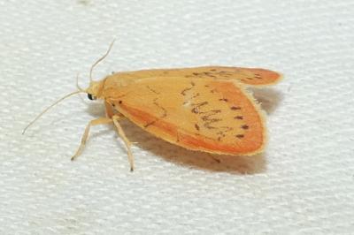 <i>Miltochrista miniata</i>