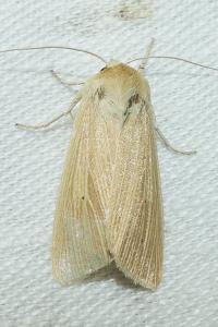 <i>Mythimna pallens</i>