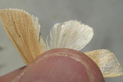 <i>Mythimna pallens</i>