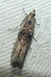 <i>Nephopterix angustella</i>