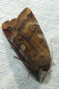 <i>Noctua janthe</i>