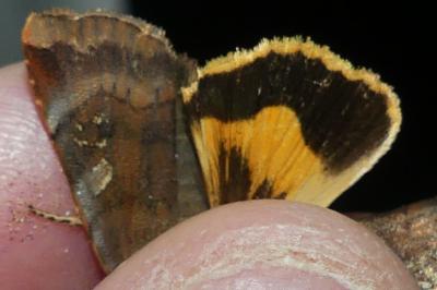 <i>Noctua janthe</i>