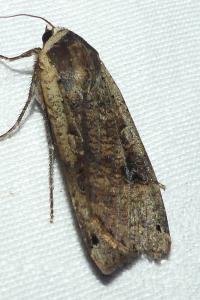 <i>Noctua pronuba</i>