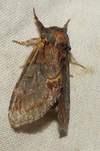 <i>Notodonta dromedarius</i>