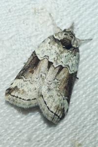 <i>Nycteola siculana</i>