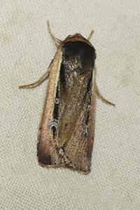 <i>Ochropleura leucogaster</i>