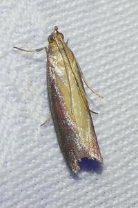 <i>Oncocera semirubella</i>