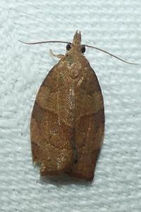 <i>Pandemis heparana</i>