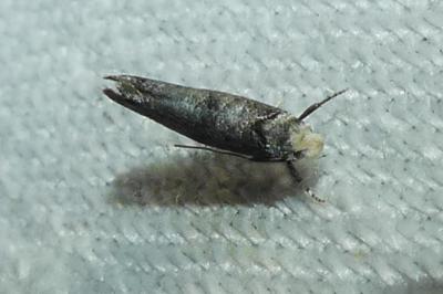 <i>Paraswammerdamia nebulella</i>
