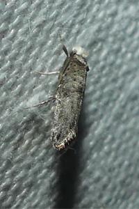 <i>Paraswammerdamia nebulella</i>