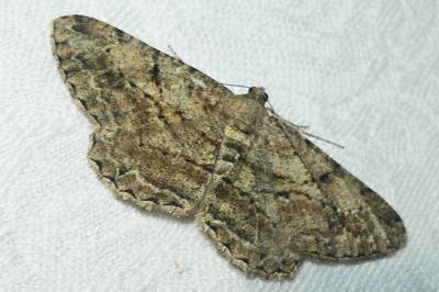 <i>Peribatodes rhomboidaria</i>