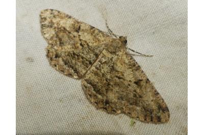 <i>Peribatodes rhomboidaria</i>