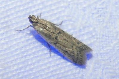 <i>Phycitodes</i>