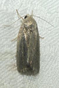 <i>Proxenus hospes</i>