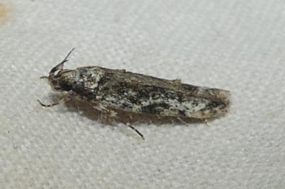 <i>Psoricoptera gibbosella</i>