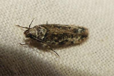 <i>Psoricoptera gibbosella</i>