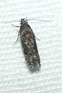 <i>Psoricoptera gibbosella</i>