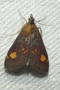 <i>Pyrausta aurata</i>