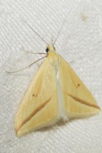 <i>Rhodometra sacraria</i>