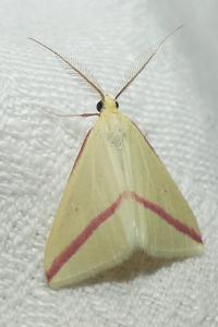 <i>Rhodometra sacraria</i>