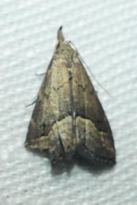 <i>Schrankia costaestrigalis</i>