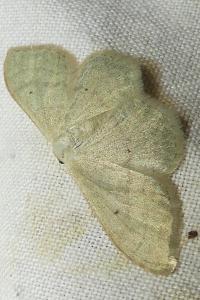 <i>Idaea straminata</i>