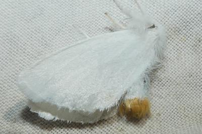 <i>Sphrageidus similis</i>