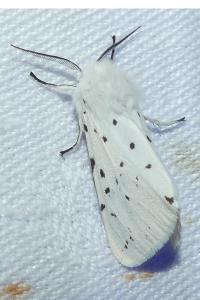 <i>Spilosoma lubricipeda</i>
