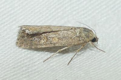 <i>Spodoptera exigua</i>