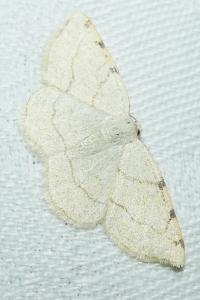 <i>Stegania trimaculata</i>