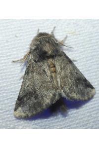 <i>Thaumetopoea processionea</i>
