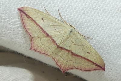 <i>Timandra comae</i>