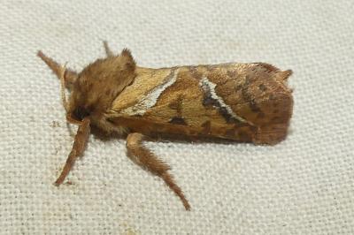 <i>Triodia sylvina</i>
