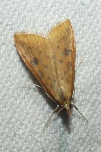 <i>Udea ferrugalis</i>