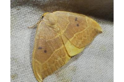 <i>Watsonalla binaria</i>