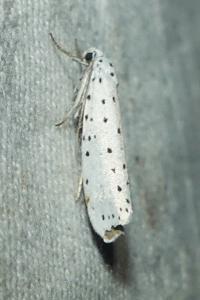 <i>Yponomeuta</i>