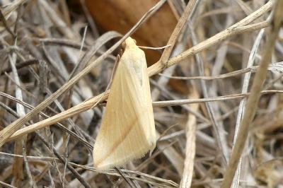 <i>Rhodometra sacraria</i>