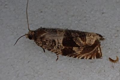 <i>Celypha cespitana</i>